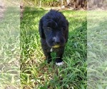 Small Photo #75 Bordoodle Puppy For Sale in COPPERAS COVE, TX, USA