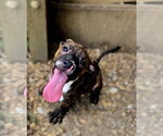 Rocko - Male Bullmastiff-Unknown Mix Dog for Adoption - Small photo