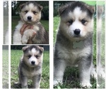 Small Photo #6 Siberian Husky Puppy For Sale in JACKSONVILLE, FL, USA