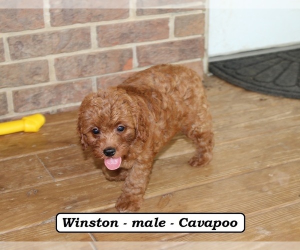 Medium Photo #4 Cavapoo Puppy For Sale in CLARKRANGE, TN, USA
