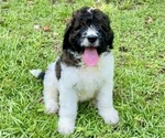 Puppy Dante Saint Berdoodle