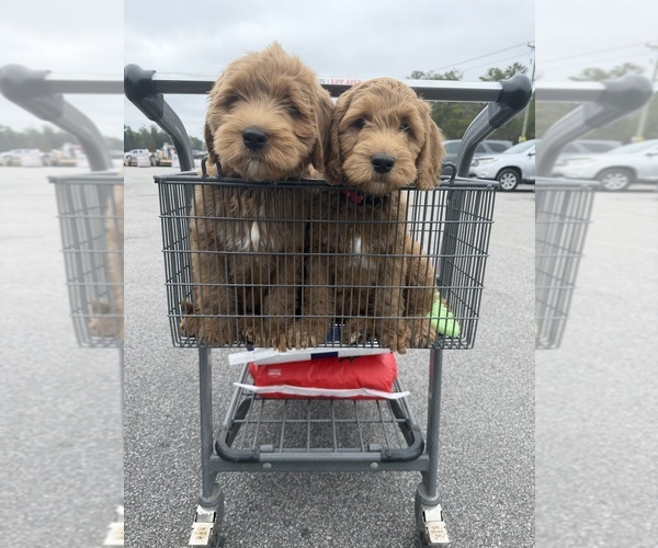 Medium Photo #2 Goldendoodle (Miniature) Puppy For Sale in HARTSVILLE, SC, USA