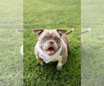 Small #5 American Bulldog Mix