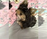 Puppy Dill Yorkshire Terrier