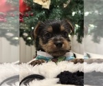 Small Photo #3 Yorkshire Terrier Puppy For Sale in ORLANDO, FL, USA