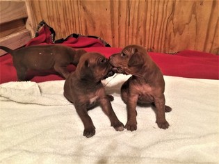Rhodesian Ridgeback Puppy for sale in SCARBOROUGH, ME, USA