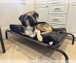Small #3 Anatolian Shepherd-Great Pyrenees Mix