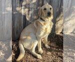 Small Photo #2 Golden Retriever Puppy For Sale in Denton, TX, USA