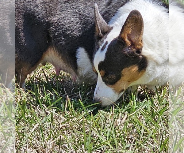 Medium Photo #1 Pembroke Welsh Corgi Puppy For Sale in BAYTOWN, TX, USA