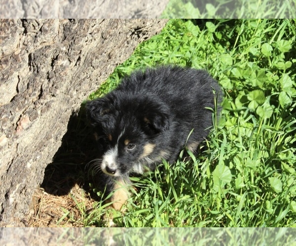Medium Photo #16 Australian Shepherd Puppy For Sale in ACTON, CA, USA