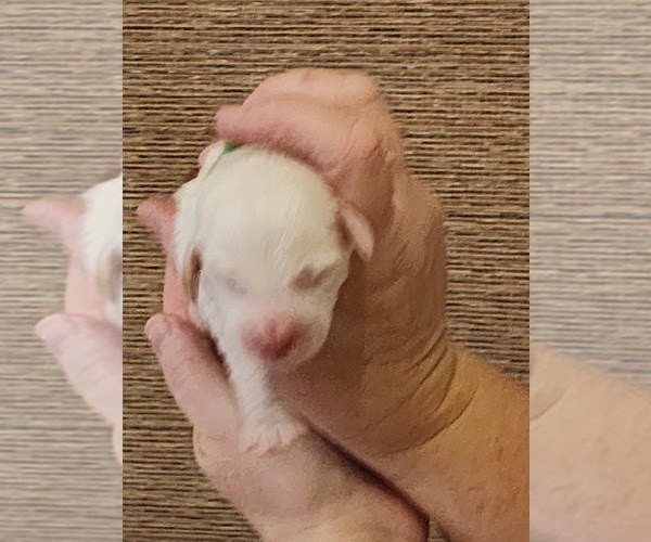 Medium Photo #5 Goldendoodle Puppy For Sale in SAN TAN VALLEY, AZ, USA