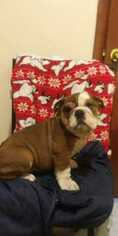 Bulldog Puppy for sale in EAST HAVEN, CT, USA