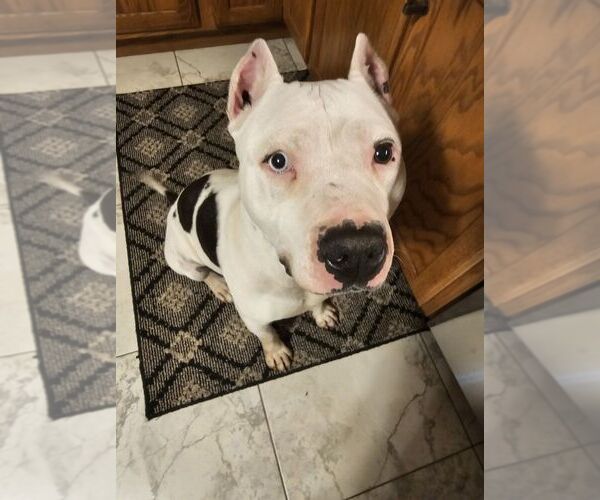 Medium Photo #6 American Pit Bull Terrier-Unknown Mix Puppy For Sale in Crete, IL, USA