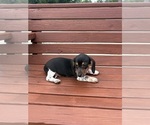 Small #8 Dachshund