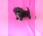 Puppy 2 Morkie