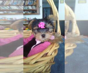 Yorkshire Terrier Puppy for sale in MISHAWAKA, IN, USA