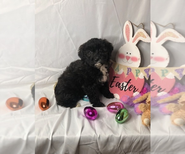 Medium Photo #5 Aussiedoodle Miniature  Puppy For Sale in INDIANAPOLIS, IN, USA