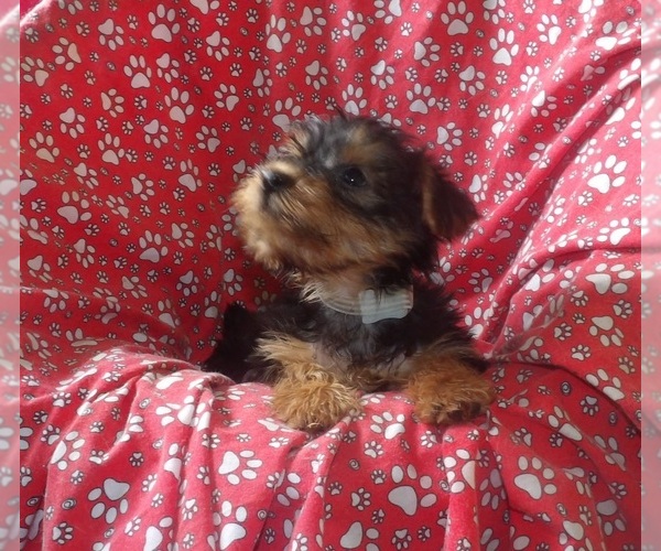 Medium Photo #4 Yorkshire Terrier Puppy For Sale in PATERSON, NJ, USA