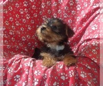 Small #3 Yorkshire Terrier