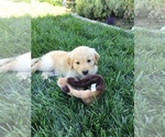Small Photo #1 Golden Retriever Puppy For Sale in GLENN, CA, USA