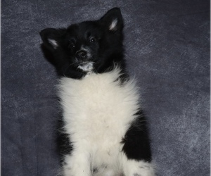 Pomsky Puppy for sale in FAIRBANK, IA, USA