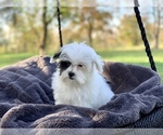 Small Photo #2 Cavapoo Puppy For Sale in HOUSTON, TX, USA