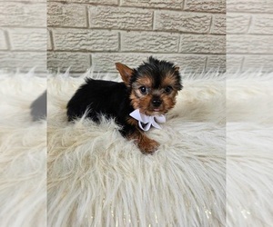 Yorkshire Terrier Puppy for sale in INDIANAPOLIS, IN, USA