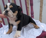 Small #4 English Bulldog