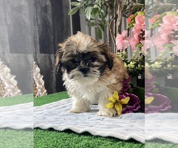 Medium Photo #2 Shih Tzu Puppy For Sale in CANOGA, NY, USA