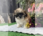 Small #1 Shih Tzu
