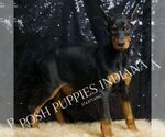 Puppy AKC EurMercedes Doberman Pinscher