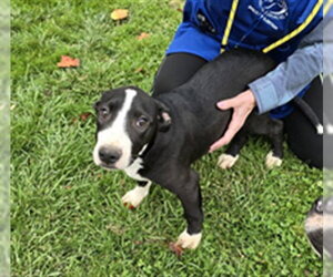 Mutt Dogs for adoption in Placerville, CA, USA