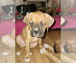 Small Photo #22 Boxer Puppy For Sale in EAST LONGMEADOW, MA, USA