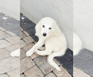 Great Pyrenees Puppy for sale in UMATILLA, FL, USA