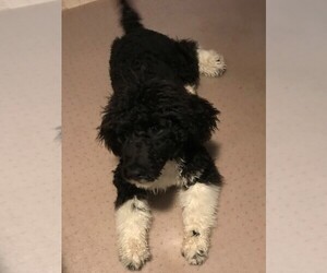 Mother of the Portuguese Water Dog puppies born on 07/23/2020