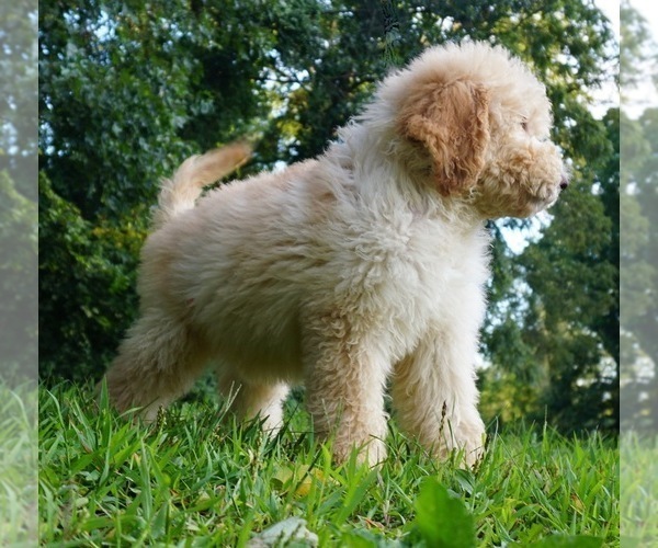 Medium Photo #3 Labradoodle-Poodle (Standard) Mix Puppy For Sale in WARSAW, IN, USA