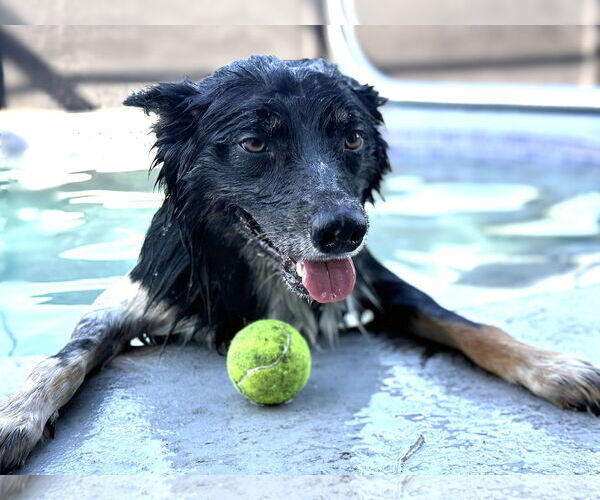 Medium Photo #4 Border-Aussie Puppy For Sale in Valrico, FL, USA