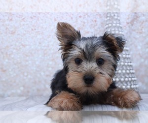 Yorkshire Terrier Puppy for sale in MARIETTA, GA, USA