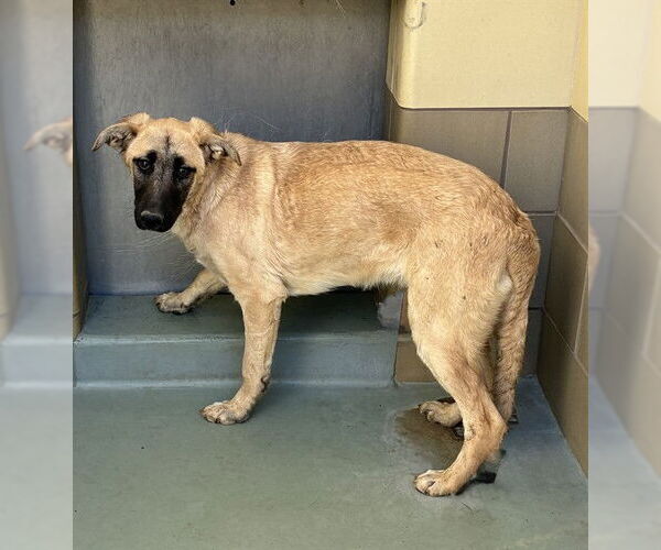 Medium Photo #2 Saluki-Unknown Mix Puppy For Sale in Riverside, CA, USA