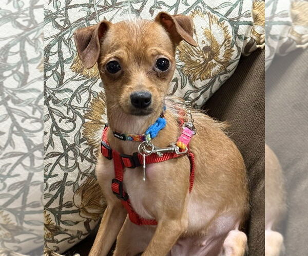 Medium Photo #1 Chihuahua-Unknown Mix Puppy For Sale in Mundelein, IL, USA