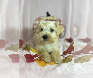 Schnauzer (Miniature) Dog for Adoption in CHARLOTTE, North Carolina USA