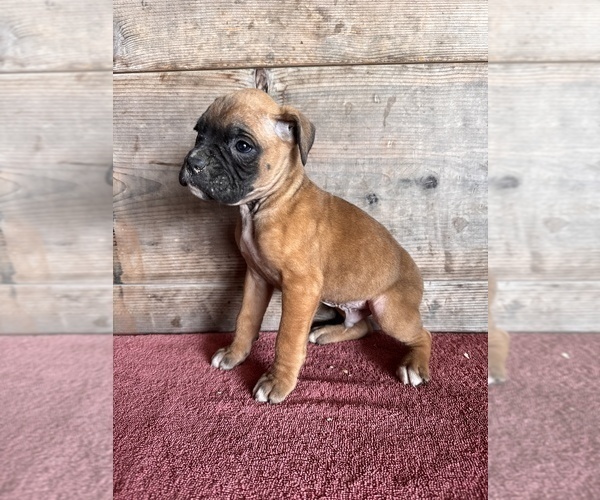 Medium Photo #7 Boxer Puppy For Sale in VERMONTVILLE, MI, USA