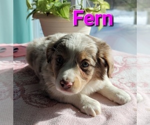 Miniature Australian Shepherd Puppy for sale in HOLTON, MI, USA