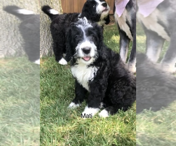 Medium Photo #36 Bernedoodle Puppy For Sale in MIAMISBURG, OH, USA