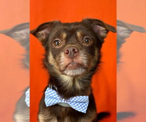 Cheeks Dogs for adoption in Hillsboro, MO, USA