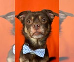 Copper - Male Cheeks Dog for Adoption - Small photo
