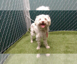 Mutt Dogs for adoption in Downey, CA, USA