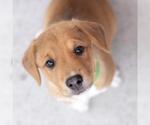 Small #2 Colonial Cocker Spaniel Mix
