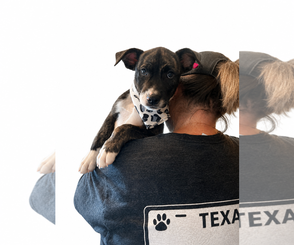 Medium Photo #1 Mutt Puppy For Sale in Rockaway, NJ, USA