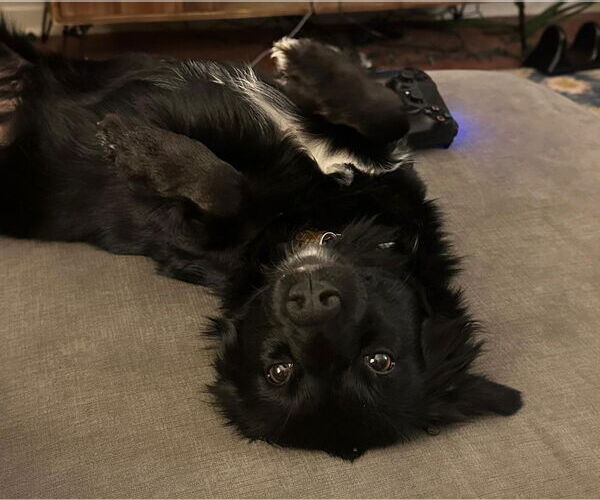 Medium Photo #4 Australian Shepherd-Unknown Mix Puppy For Sale in Davis, CA, USA